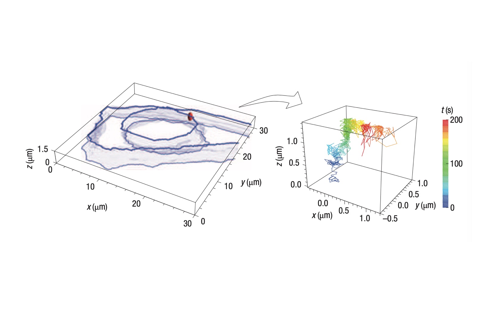 <p class="lexical__paragraph" dir="ltr"><span style="white-space: pre-wrap;">Nature Nanotechnology, 31, 284 (2008)</span></p>
